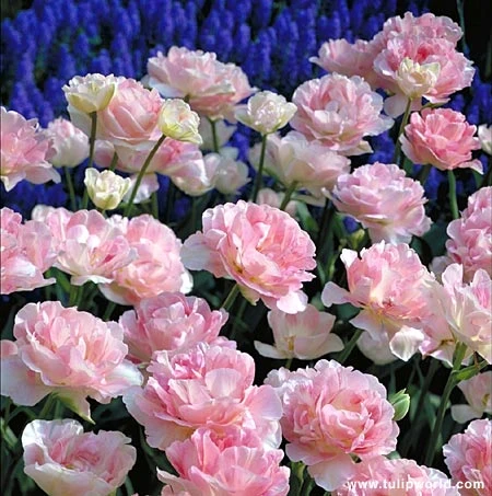 Finola Double Tulip 4 Finola Double Tulip - Image 2