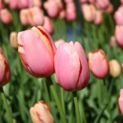 Long Blooming Tulip Collection -Plants Shop 108440E 2