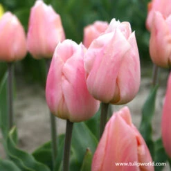 Early Spring Blooming Tulip Collection -Plants Shop 109100E 1