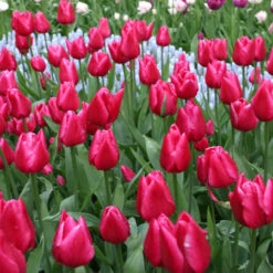 Marvelous Single Early Tulip Collection -Plants Shop 109150E