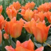 Orange Brilliant Fosteriana Tulip -Plants Shop 110150E 1