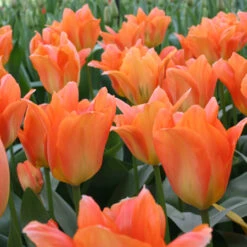 Orange Brilliant Fosteriana Tulip