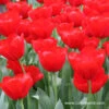 Seadov Red Bulk Tulips 500/crate 1 Seadov Red Bulk Tulips 500/crate -Plants Shop 1130