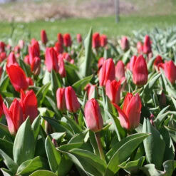 Perennial Tulip Collection -Plants Shop 113210E