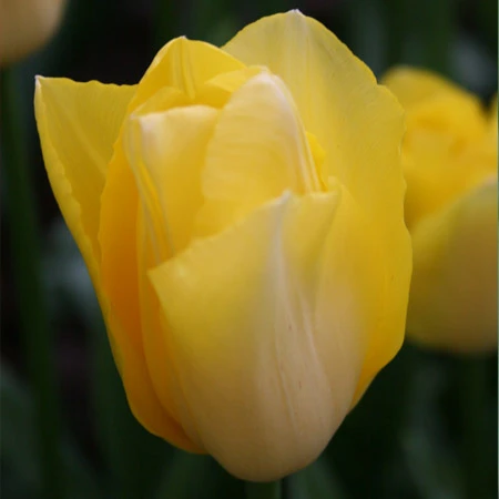 Yellow Golden Apeldoorn Tulip 100 Bulbs 4 Yellow Golden Apeldoorn Tulip 100 Bulbs - Image 2