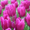 Purple Bulk Landscape Tulips 500/crate -Plants Shop 1134