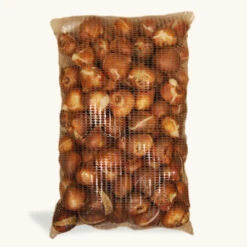 Purple Flag Triumph Tulip Super Pack -Plants Shop 1134E