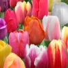 Mixed Perennial Tulips Super Pack -Plants Shop 1135