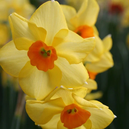 Red Devon Daffodils Super Pack 4 Red Devon Daffodils Super Pack - Image 2