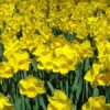 Dutch Master Daffodil Super Pack -Plants Shop 1141