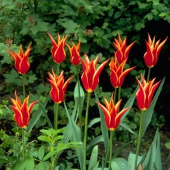 Aladdin Lily Tulip -Plants Shop 114100E