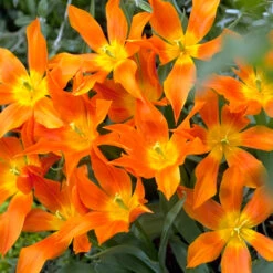 Ballerina Lily Tulip -Plants Shop 114120E