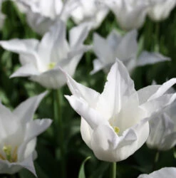 Late Spring Blooming Tulip Collection 18 Late Spring Blooming Tulip Collection -Plants Shop 114270E