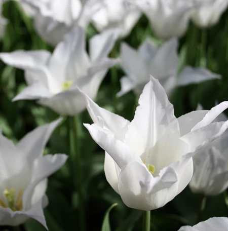 Late Spring Blooming Tulip Collection 5 Late Spring Blooming Tulip Collection - Image 3