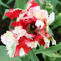 Estella Rijnveld Parrot Tulip -Plants Shop 116170E