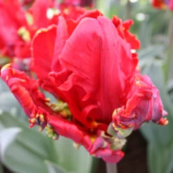 Parrot Tulip Collection -Plants Shop 116290E 1