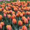 Princess Irene Triumph Tulip -Plants Shop 118170E