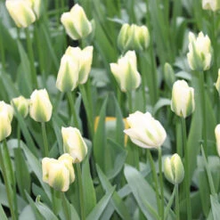 Tulip Cutting Garden Collection -Plants Shop 119170E 1