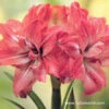 Lady Jane Amaryllis Double Flower 1 Lady Jane Amaryllis Double Flower -Plants Shop 1237