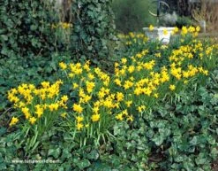 Yellow Daffodil Collection -Plants Shop 125170E 1