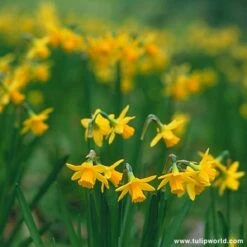 Miniature Daffodil Collection 23 Miniature Daffodil Collection -Plants Shop 125220E 1