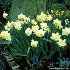Double Flowering Daffodil Collection 13 Double Flowering Daffodil Collection -Plants Shop 126210E
