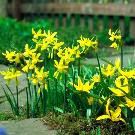 Miniature Daffodil Collection 7 Miniature Daffodil Collection - Image 5