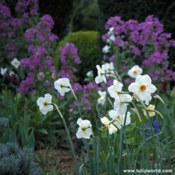 All Spring Blooming Daffodil Collection -Plants Shop 131170E 1