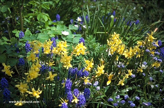 Miniature Daffodil Collection 9 Miniature Daffodil Collection - Image 7