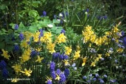 Yellow Daffodil Collection -Plants Shop 135110E