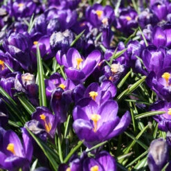 Spring Crocus Collection 25 Spring Crocus Collection -Plants Shop 145140E 1