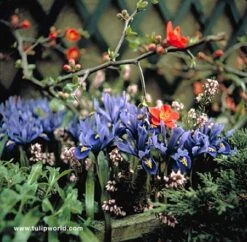 Sailed The Ocean Blue Collection -Plants Shop 156130E