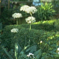 Purple & White Allium Collection -Plants Shop 185280E