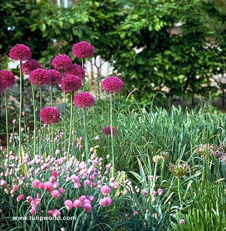 Purple Sensation Allium 4 Purple Sensation Allium - Image 2