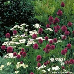 All Allium Collection 20 All Allium Collection -Plants Shop 185400E 1