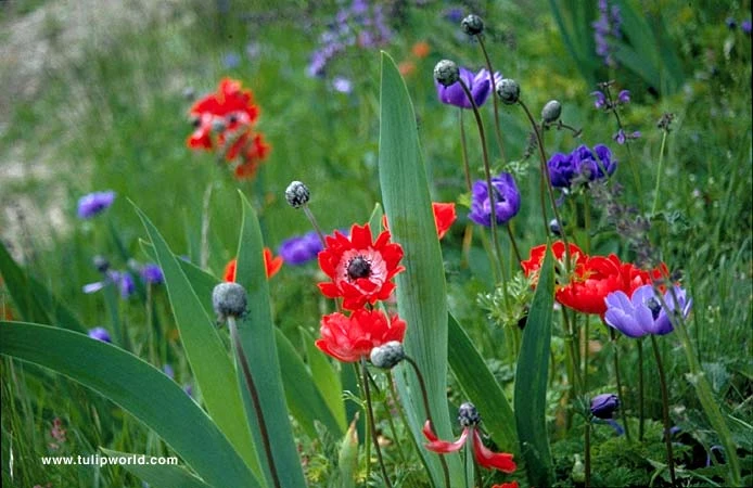 Mixed Anemone Collection 7 Mixed Anemone Collection - Image 5