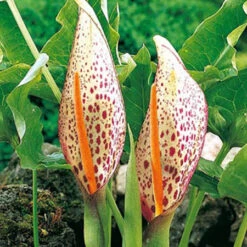 Unique Short Collection -Plants Shop 191110E