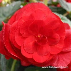 Double Begonia Collection -Plants Shop 21100