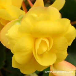 Double Begonia Collection -Plants Shop 21101