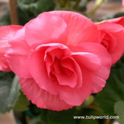 Double Begonia Collection -Plants Shop 21102