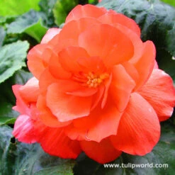 Double Begonia Collection -Plants Shop 21103