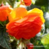 Orange Hanging Basket Begonia 1 Orange Hanging Basket Begonia -Plants Shop 21104 orange hanging basket begonia