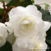 White Hanging Basket Begonia -Plants Shop 21127
