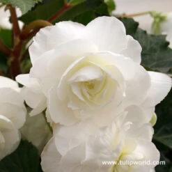 White Hanging Basket Begonia
