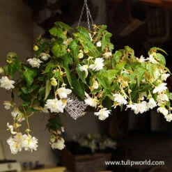 Hanging Basket Begonias Collection 11 Hanging Basket Begonias Collection -Plants Shop 21127 white hanging basket begonia 1
