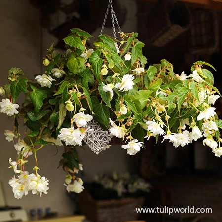 White Hanging Basket Begonia 4 White Hanging Basket Begonia - Image 2