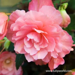 Shade Basket And Border Collection -Plants Shop 21132 pink delight fragrant begonia 1