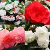 Hanging Basket Begonias Collection -Plants Shop 21135 hanging basket begonias