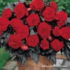 Switzerland Dark Leaf Red Begonia 2 Switzerland Dark Leaf Red Begonia -Plants Shop 21226