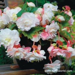 Hanging Basket Begonias Collection 12 Hanging Basket Begonias Collection -Plants Shop 21227